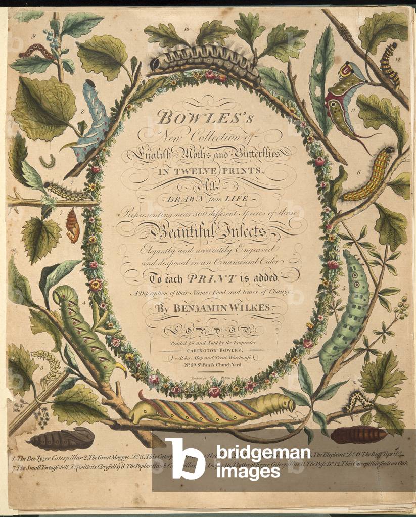 Frontispiece, from A Rare Depiction of Butterflies and Moths, pub. 1764 (hand coloured engraving)
