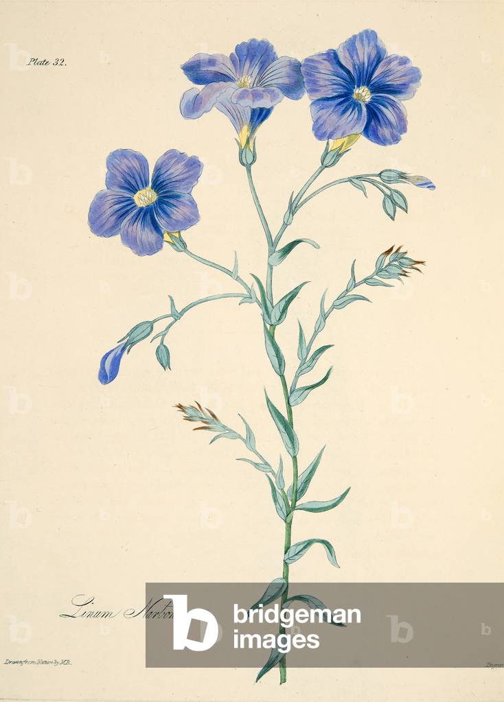 Narbonne Flax, from Floral Illustrations of the Seasons, pub. 1829 (hand coloured engraving)
