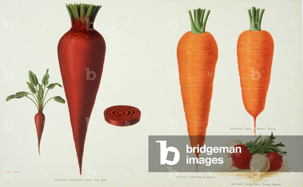 Beet, Carrots and Radishes, illustration from 'Harrisons' Seed Catalogue', c.1900 (colour litho)