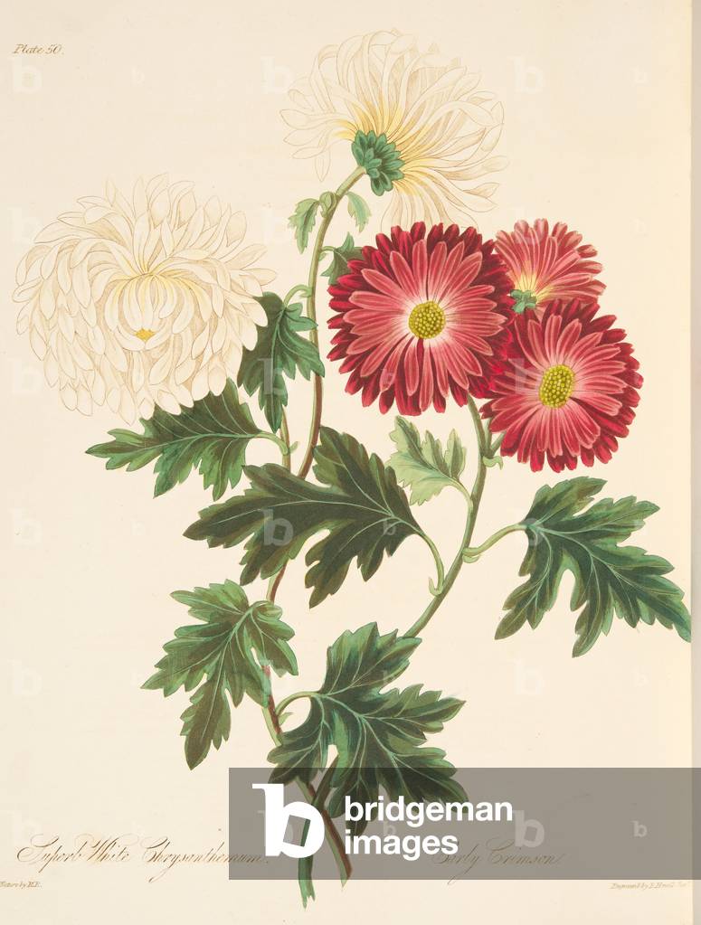 Superb White Chrysanthemum and Early Red, from Floral Illustrations of the Seasons, pub. 1829 (hand coloured engraving)