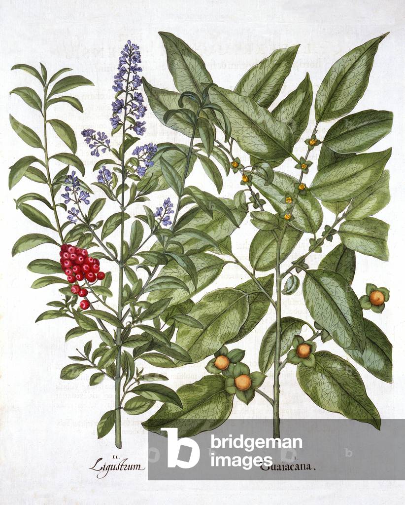 Guaiacum and Chinese Privet, from 'Hortus Eystettensis', by Basil Besler (1561-1629), pub. 1613 (hand coloured engraving)