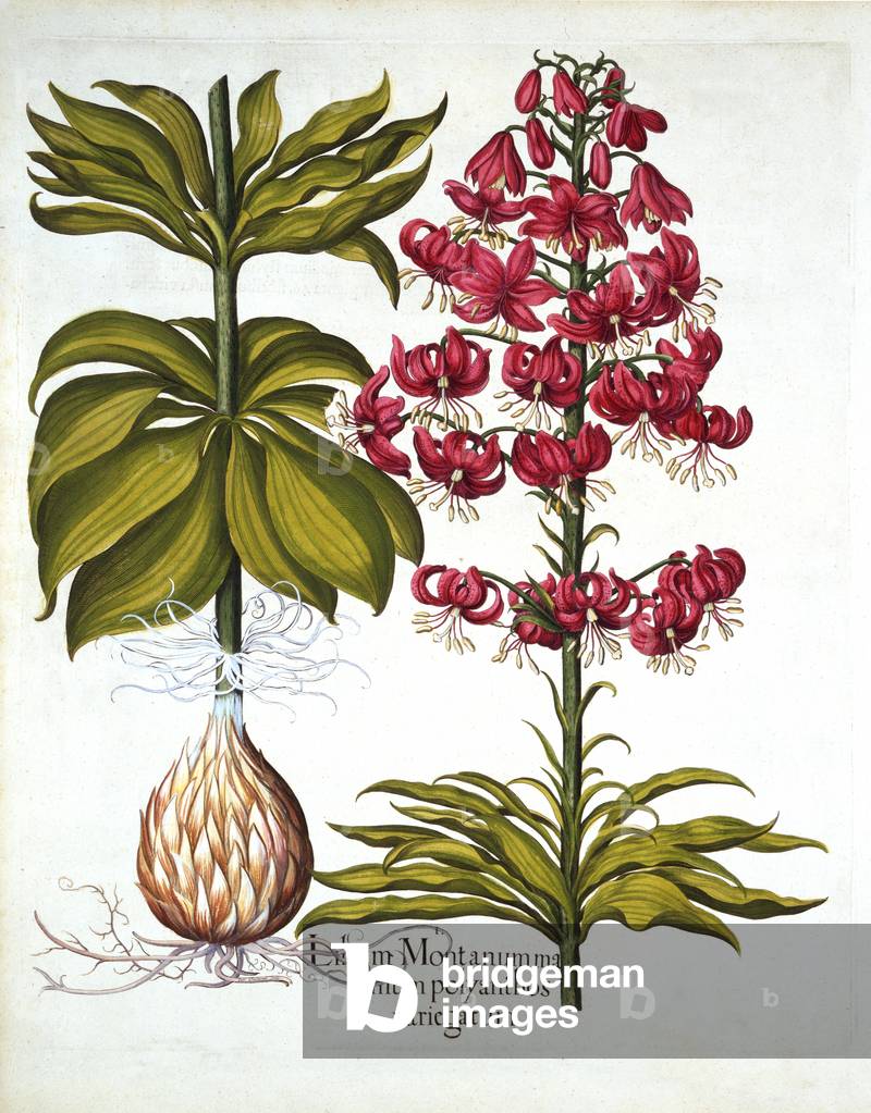Turk's Cap Lily, from 'Hortus Eystettensis', by Basil Besler (1561-1629), pub. 1613 (hand coloured engraving)