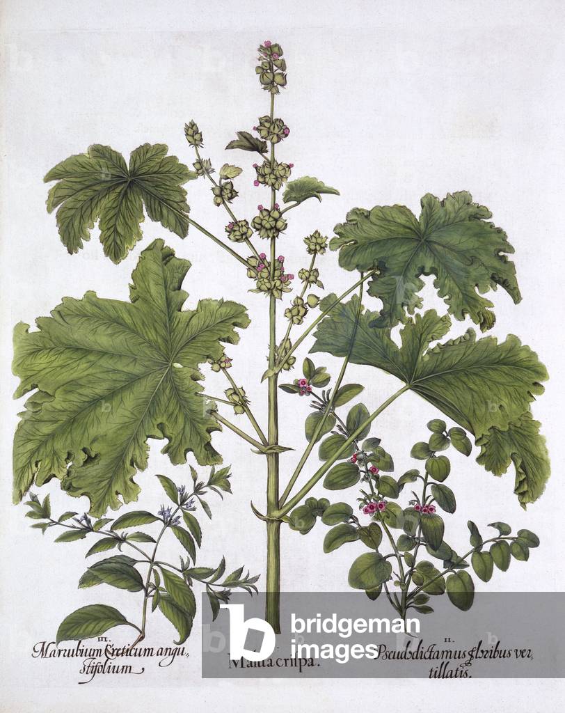 Curled Mallow, False Dittany, Cretan Horehound,  from 'Hortus Eystettensis', by Basil Besler (1561-1629), pub. 1613 (hand-coloured engraving)