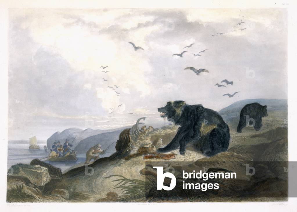 Hunting of the Grizzly Bear, plate 36 from Volume 2 of 'Travels in the Interior of North America', engraved by Lucas Weber, 1844 (aquatint)