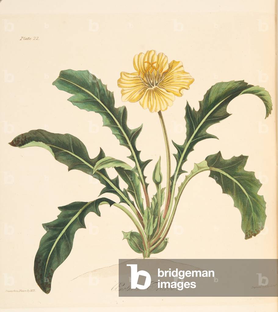 Dandelion leaved Evening Primrose, from Floral Illustrations of the Seasons, pub. 1829 (hand coloured engraving)