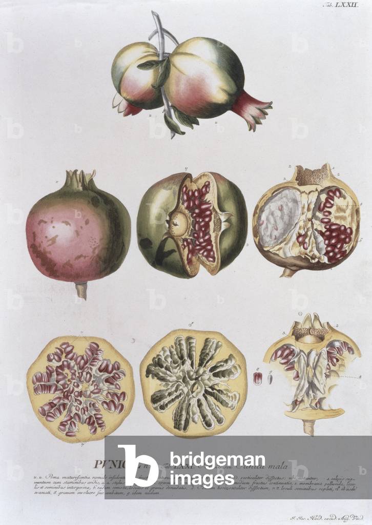 Image of Engraving depicting Pomegranate, 18th century by German Artist