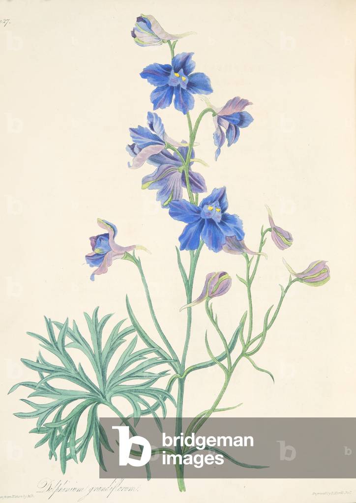 Great Flowered Larkspur, from Floral Illustrations of the Seasons, pub. 1829 (hand coloured engraving)