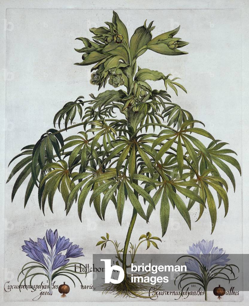 Stinking Hellebore, and Two Kinds of Crocus, from 'Hortus Eystettensis', by Basil Besler (1561-1629), pub. 1613 (hand-coloured engraving)
