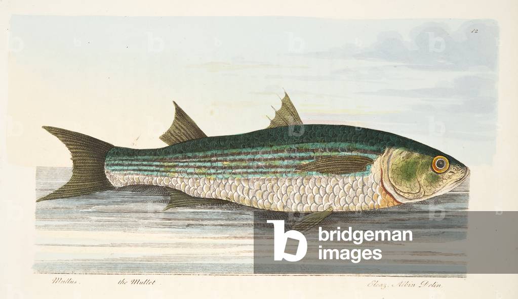 The Mullet, from A Treatise on Fish and Fish-ponds, pub. 1832 (hand coloured engraving)