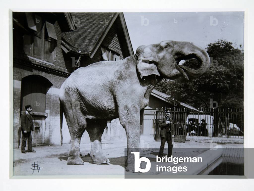 Jumbo l'elefante allo zoo di Londra, 1870 (foto in b/n)