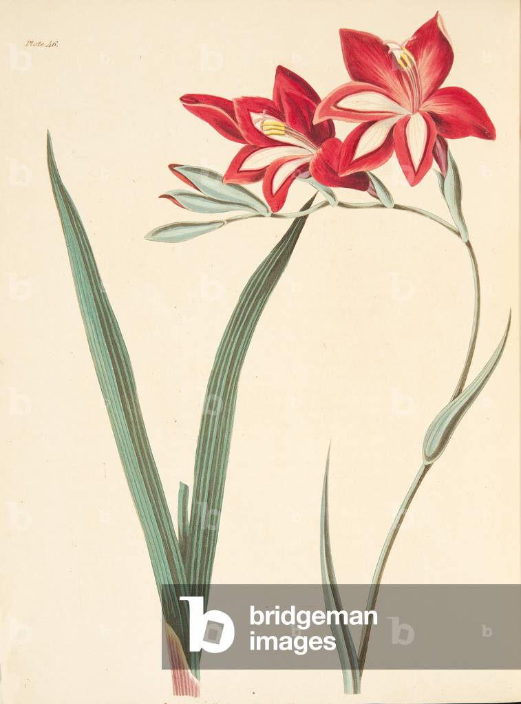 Superb Corn-Flag, from Floral Illustrations of the Seasons, pub. 1829 (hand coloured engraving)