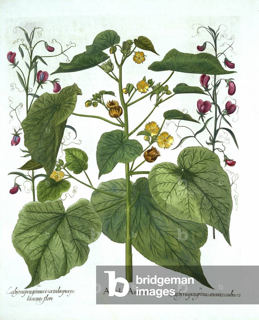 Velvetleaf and Sweet Peas, from 'Hortus Eystettensis', by Basil Besler (1561-1629), pub. 1613 (hand-coloured engraving)