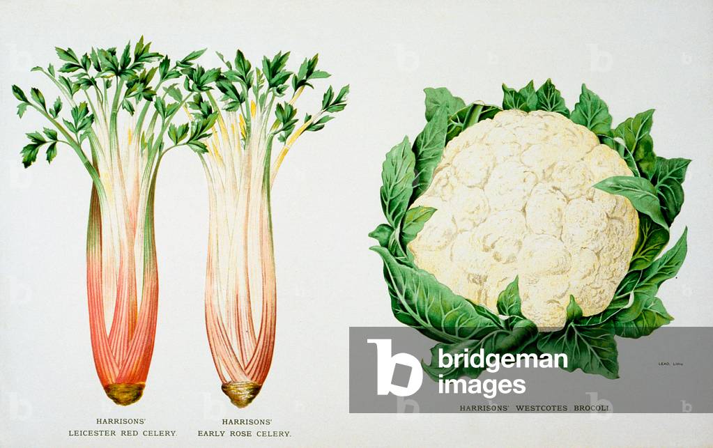 Celery and Broccoli, illustration from 'Harrisons' Seed Catalogue', c.1900 (colour litho)