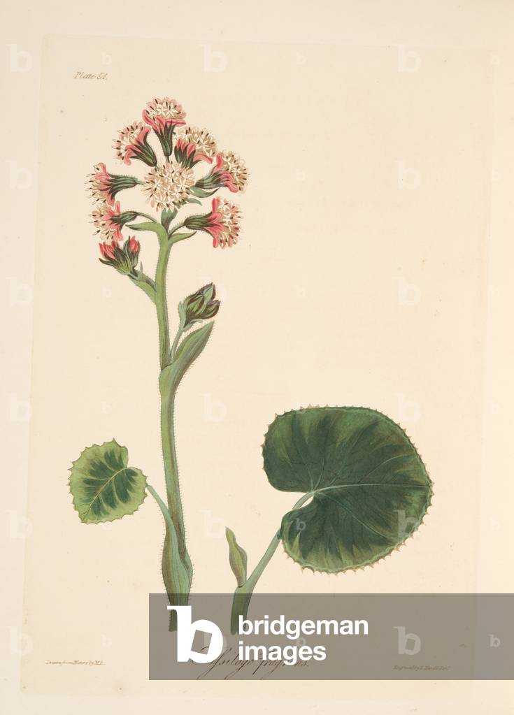 Winter Heliotrope, from Floral Illustrations of the Seasons, pub. 1829 (hand coloured engraving)