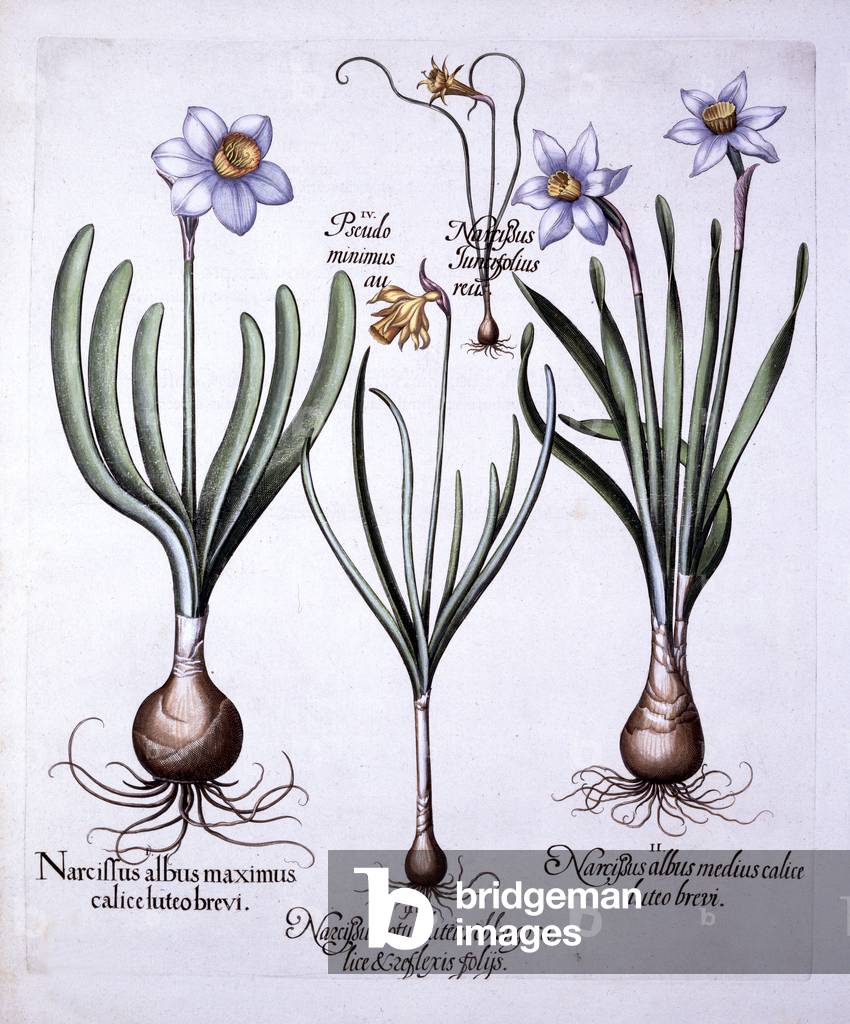 Various Narcissi, from 'Hortus Eystettensis', by Basil Besler (1561-1629), pub. 1613 (hand coloured engraving)