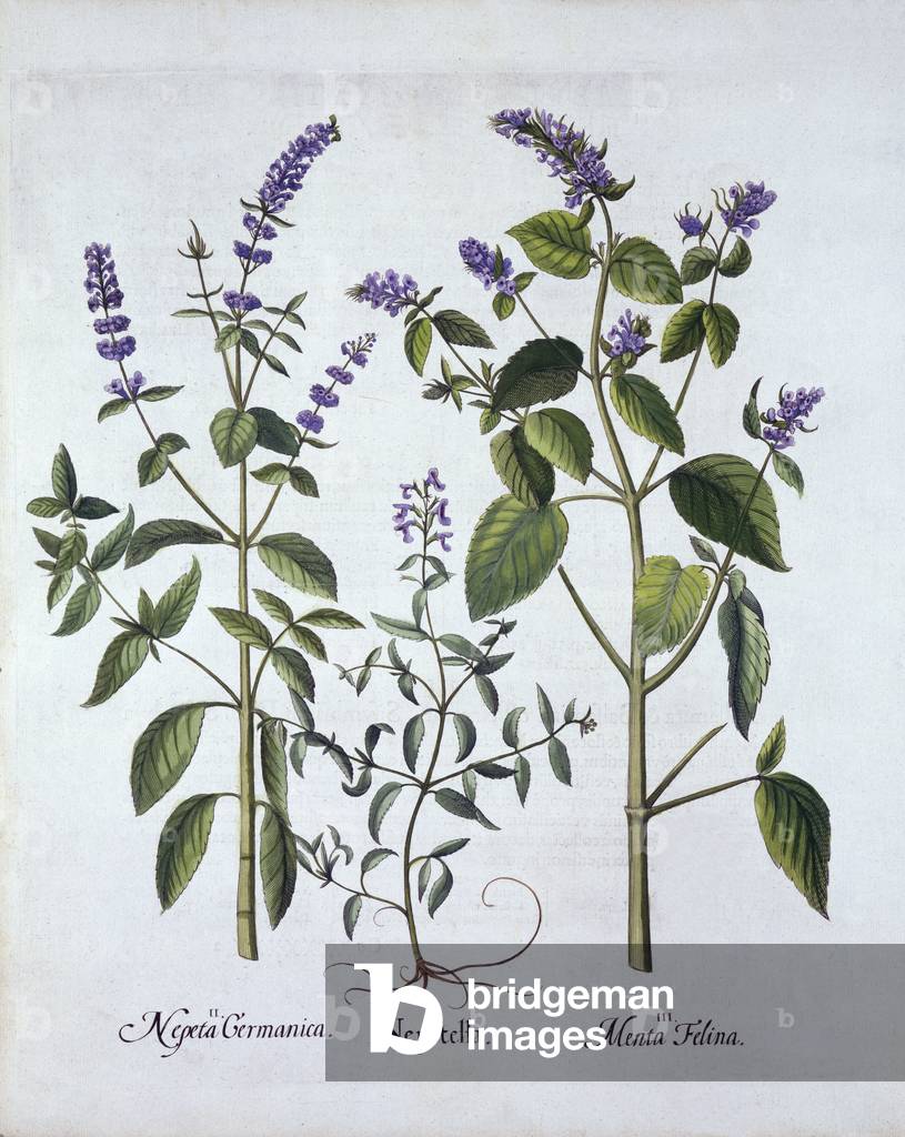 Catmintand Catnip, from 'Hortus Eystettensis', by Basil Besler (1561-1629), pub. 1613 (hand-coloured engraving)
