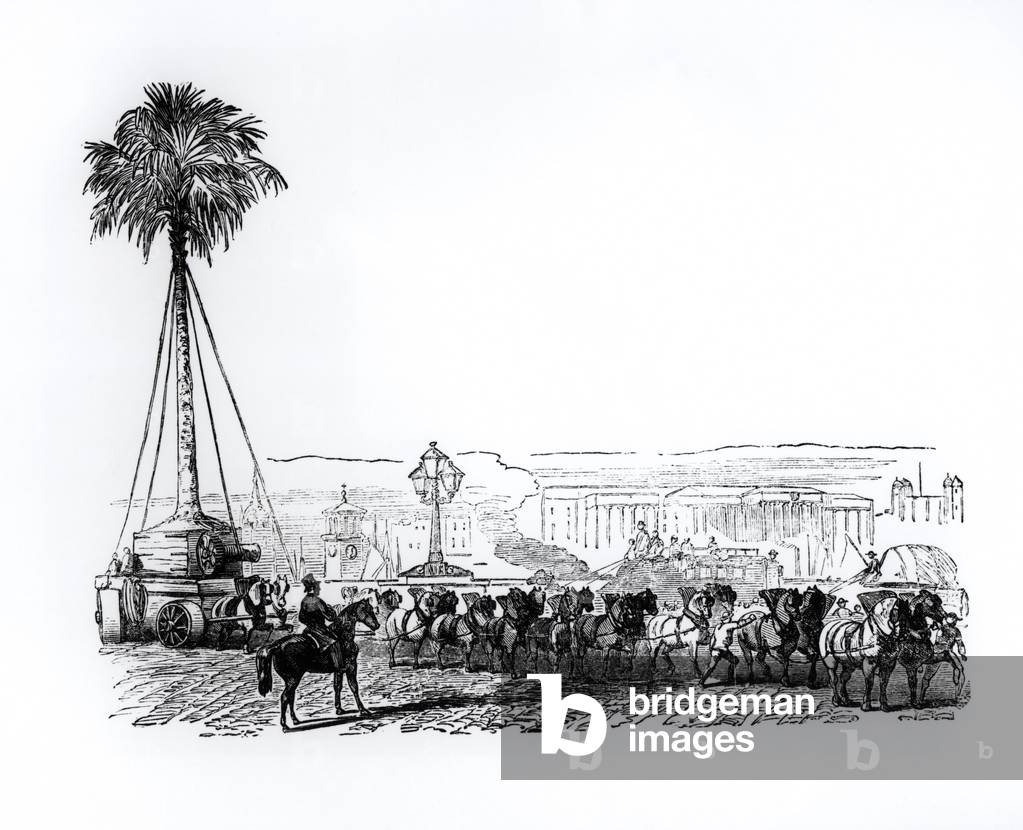 A palm tree being transported to Hyde Park for the Great Exhibition, London, 1851 (engraving) (b/w photo)