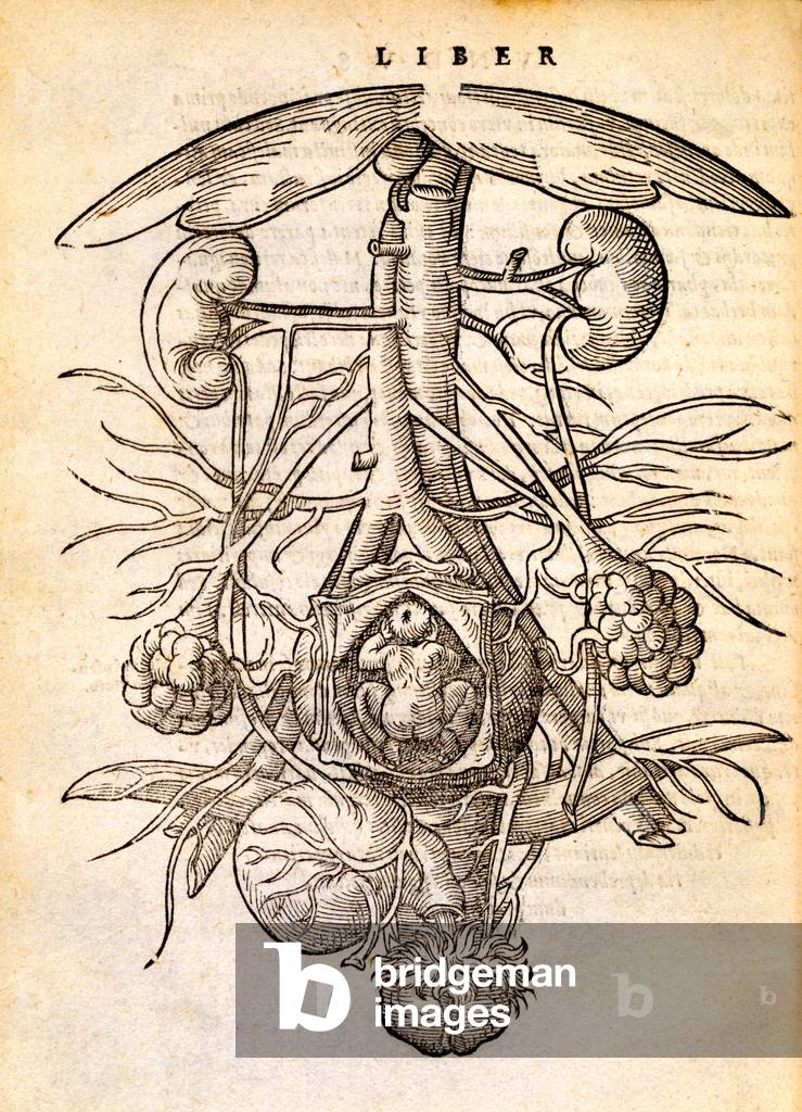 Pregnant female reproduction system, 1554 (woodcut)