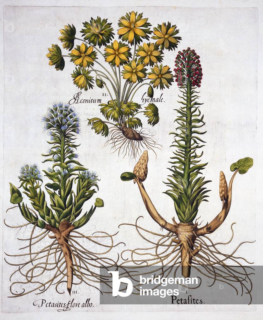 Butterburs and Winter Aconite, from 'Hortus Eystettensis', by Basil Besler (1561-1629), pub. 1613 (hand-coloured engraving)