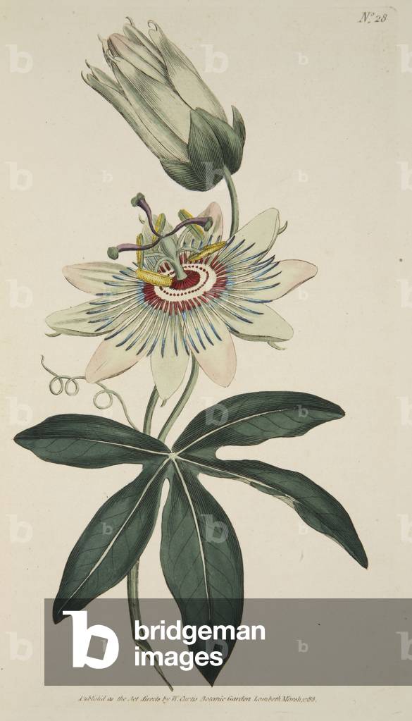 Passiflora Coerulea (Common Passion Flower), from The Botanical Magzaine or Flower Garden Displayed, pub. 1786 (hand coloured engraving)