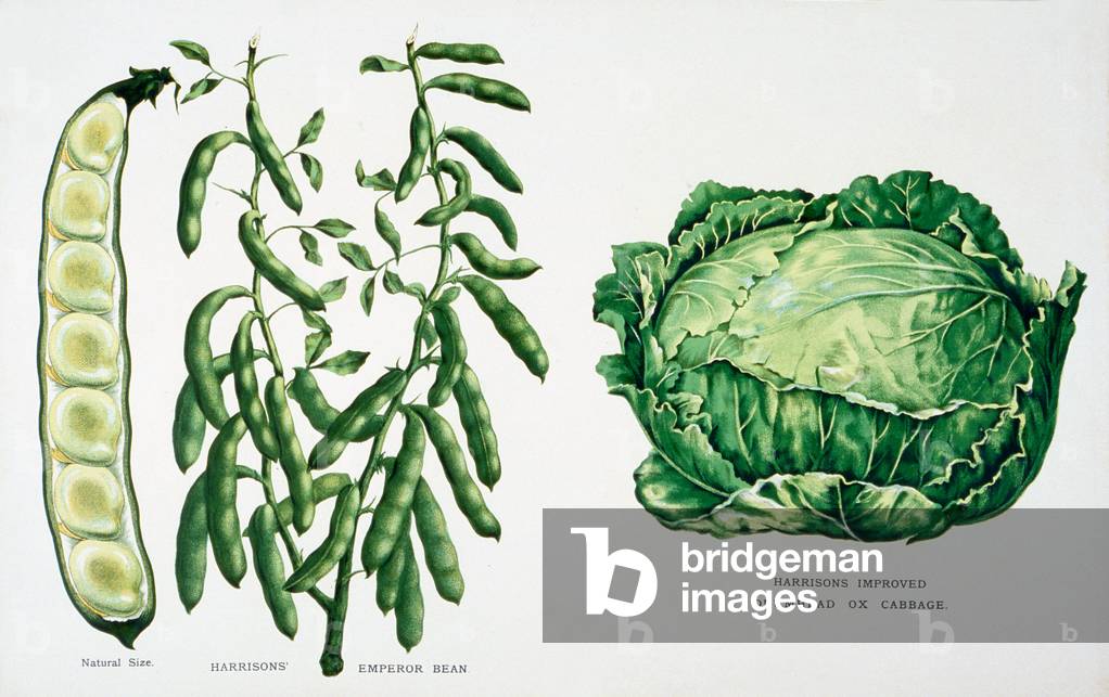 Harrisons' Emperor Bean and Harrisons' Improved Drumhead Ox Cabbage, illustration from 'Harrisons' Seed Catalogue', c.1900 (colour litho)