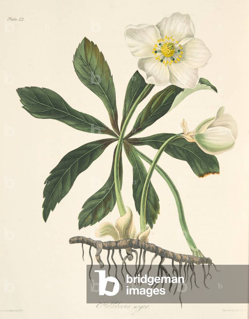Black Hellebore or Christmas Rose,  from Floral Illustrations of the Seasons, pub. 1829 (hand coloured engraving)