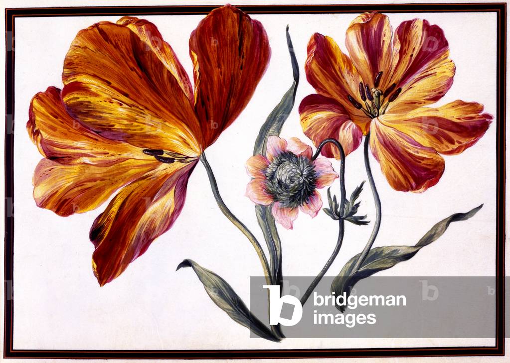 Tulips and Anenome, c.1690 (w/c on paper)