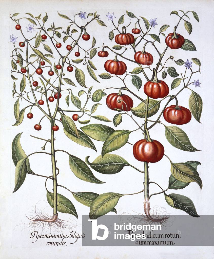 Chili Pepper [Nightshade Family], from 'Hortus Eystettensis', by Basil Besler (1561-1629), pub. 1613 (hand coloured engraving)
