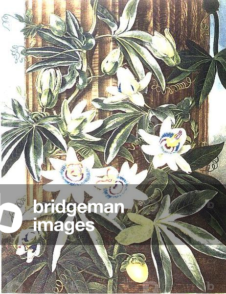 The Blue Passion Flower, engraved by Caldwell, from 'The Temple of Flora' by Robert Thornton, pub. 1800 (coloured engraving)