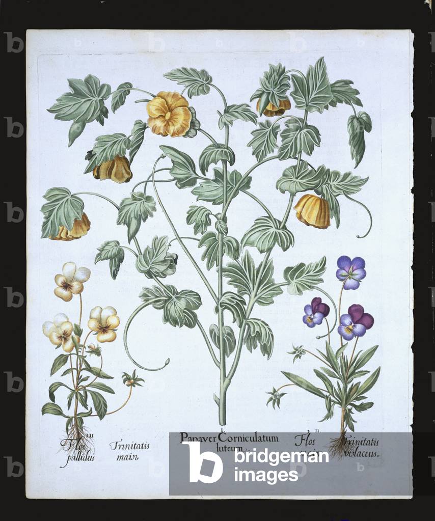 Bild von Gravur "Gelbe Horned Poppy", 1613 von German School