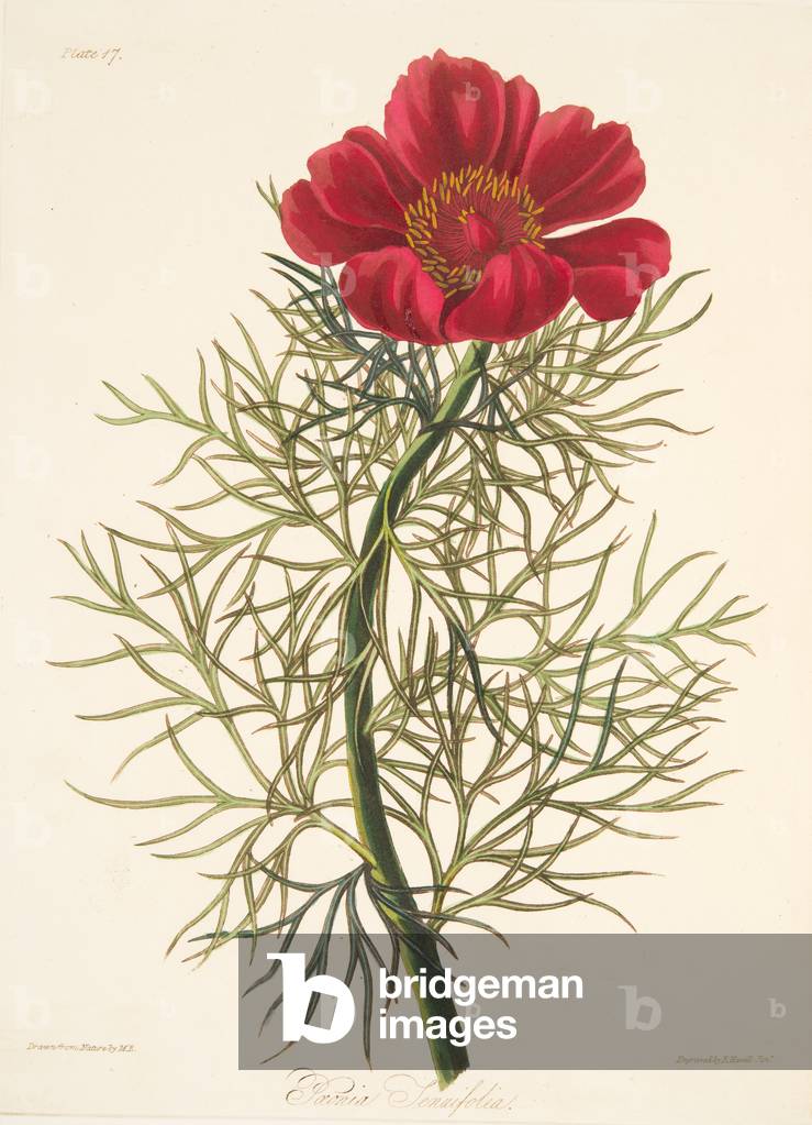 Fine Leaved Paeony, from Floral Illustrations of the Seasons, pub. 1829 (hand coloured engraving)