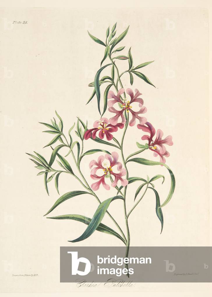 Pretty Clarkia, from Floral Illustrations of the Seasons, pub. 1829 (hand coloured engraving)