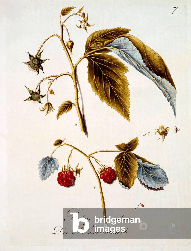 Raspberry, illustration from a book of German wild flowers by Johann Daniel von Reitter, published c.1803-5 (coloured engraving)