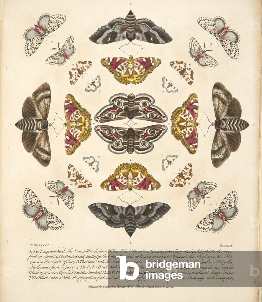 Plate IV,  from A Rare Depiction of Butterflies and Moths, pub. 1764 (hand coloured engraving)