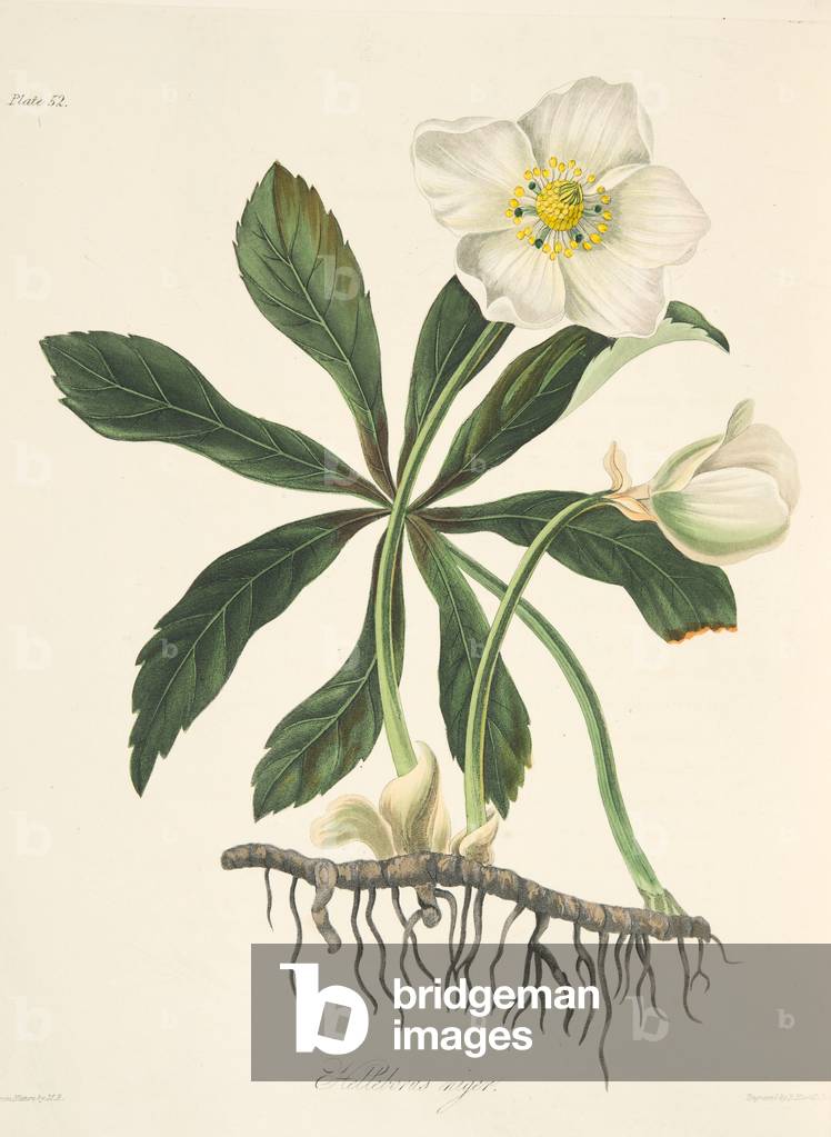 Black Hellebore or Christmas Rose,  from Floral Illustrations of the Seasons, pub. 1829 (hand coloured engraving)