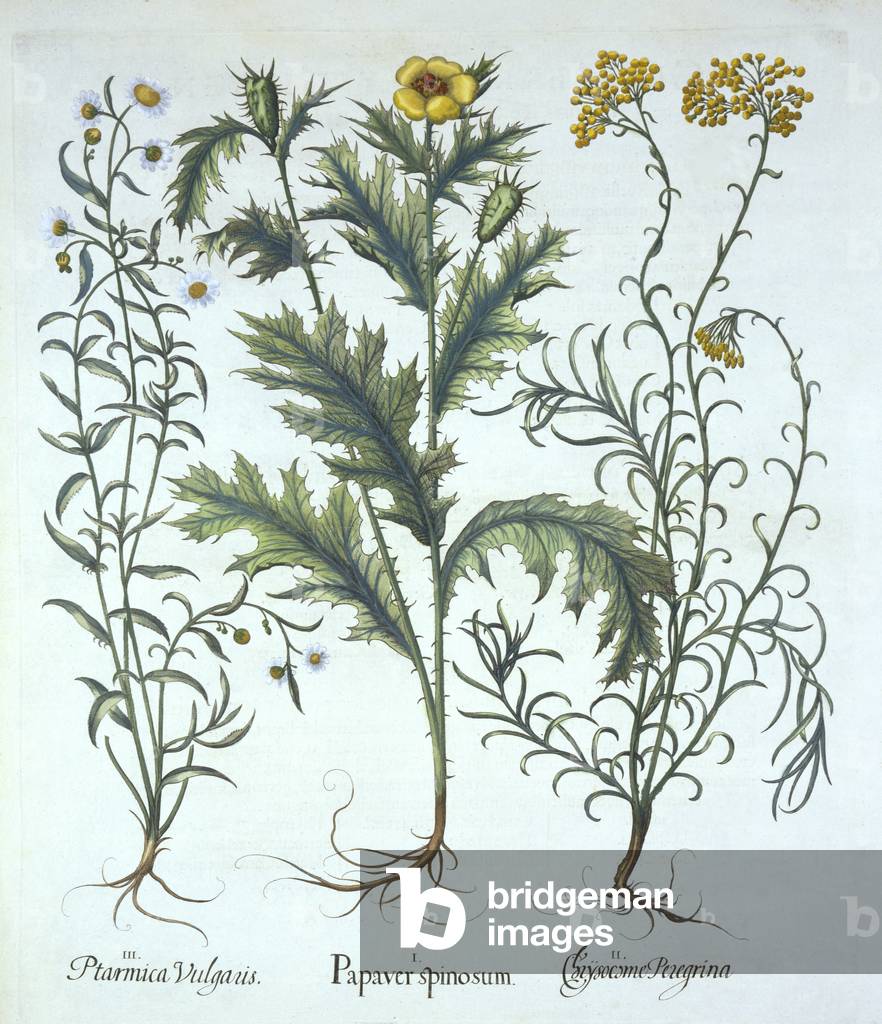 Mexican Poppy, Seaside Strawflower, and Sneezewort, from 'Hortus Eystettensis', by Basil Besler (1561-1629) pub. 1613 (hand-coloured engraving)