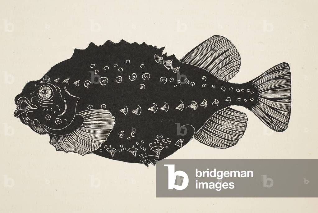 The Lumpsucker, illustration from 'Fish and Sea Animals' by Eric Fitch Daglish, 1929 (woodcut)