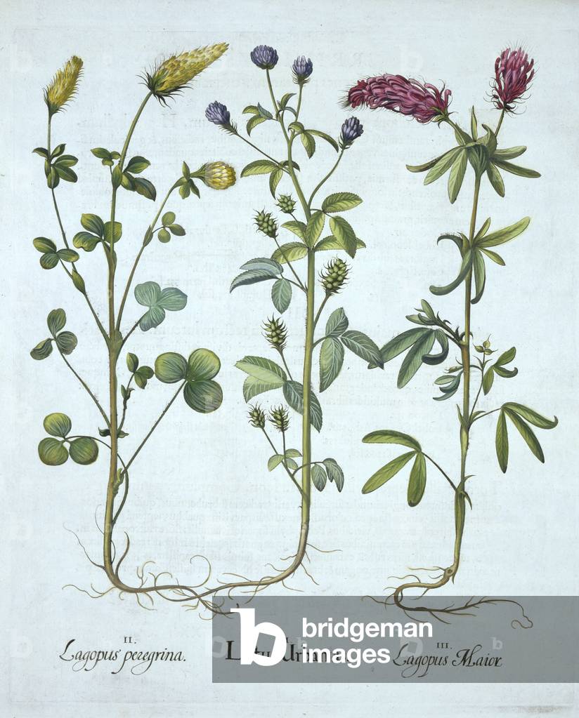 Blue Troginella, Yellow Clover, Red Wood Clover, from 'Hortus Eystettensis', by Basil Besler (1561-1629) pub. 1613 (hand-coloured engraving)