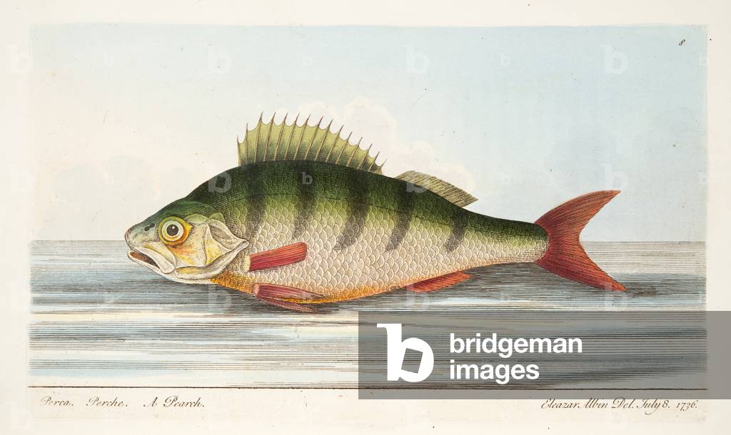 The Perch, from A Treatise on Fish and Fish-ponds, pub. 1832 (hand coloured engraving)
