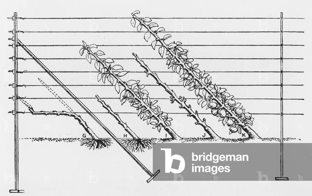 Training young trees, from 'The Fruit Grower's Guide' by John Wright, published c.1897-1905 (engraving) (b/w photo)