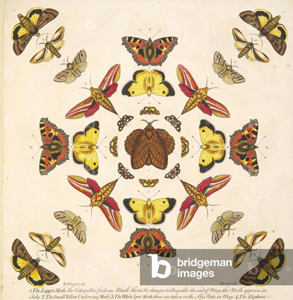 Detail from Plate IX,   from A Rare Depiction of Butterflies and Moths, pub. 1764 (hand coloured engraving)
