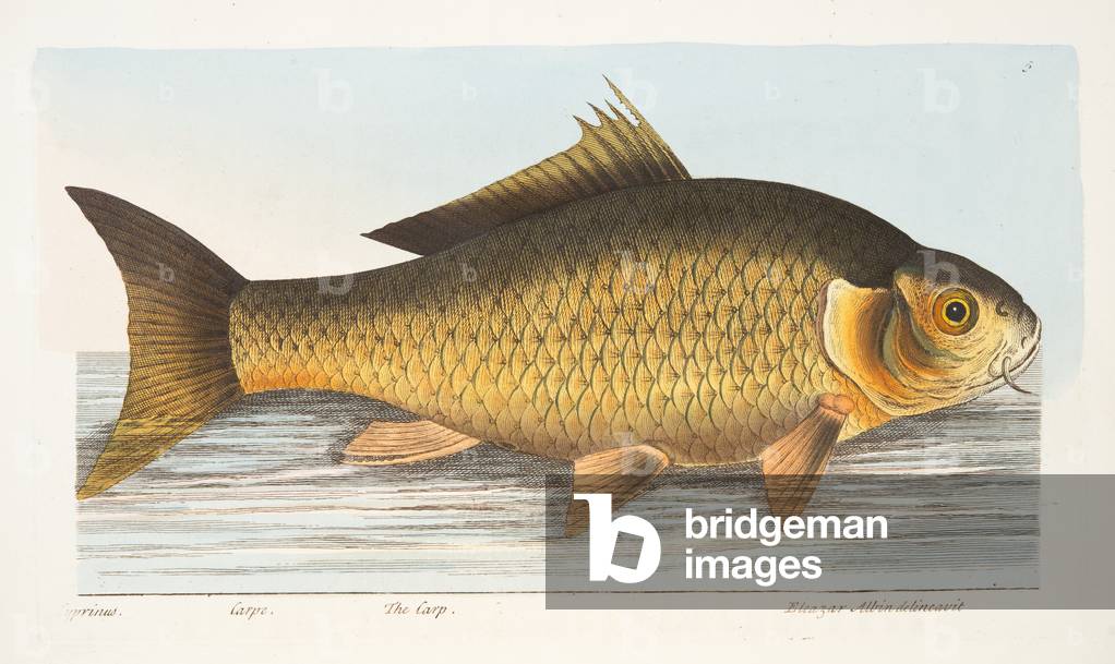 The Carp, from A Treatise on Fish and Fish-ponds, pub. 1832 (hand coloured engraving)
