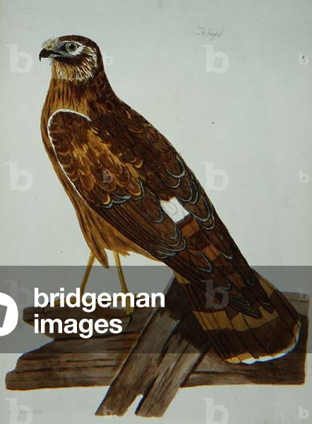 The Ringtail, female of the Hen Harrier (Circus cyaneus) plate from 'The British Zoology, Class II: Birds', engraved by Peter Mazell (fl.1761-97) 1766 (engraving)