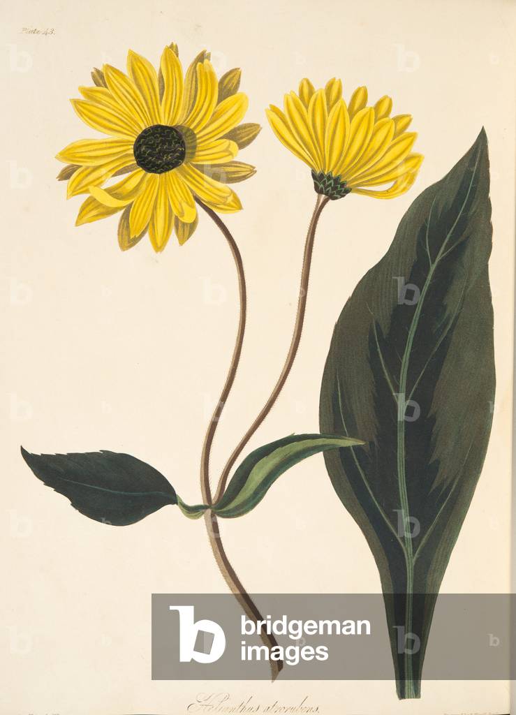 Dark-eyed Sunflower, from Floral Illustrations of the Seasons, pub. 1829 (hand coloured engraving)