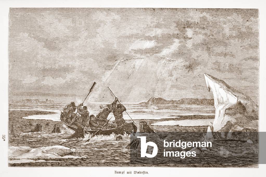 Fight with Walrus, 1876 (engraving)