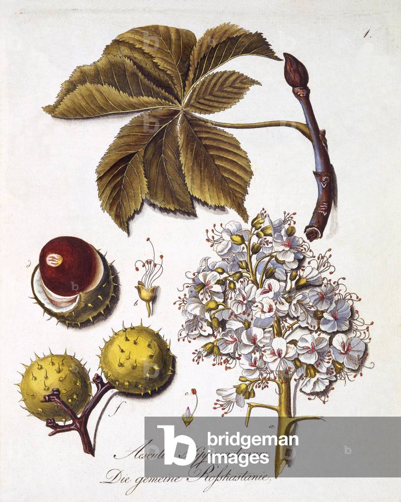 Aesculus Hippocastanum, from 'A Comprehensive Work on All Species of Wood' by Johann Daniel von Reitter, published 1803-05 (coloured engraving)