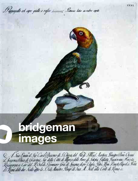 Parrot, c.1767-76 (hand coloured engraving)