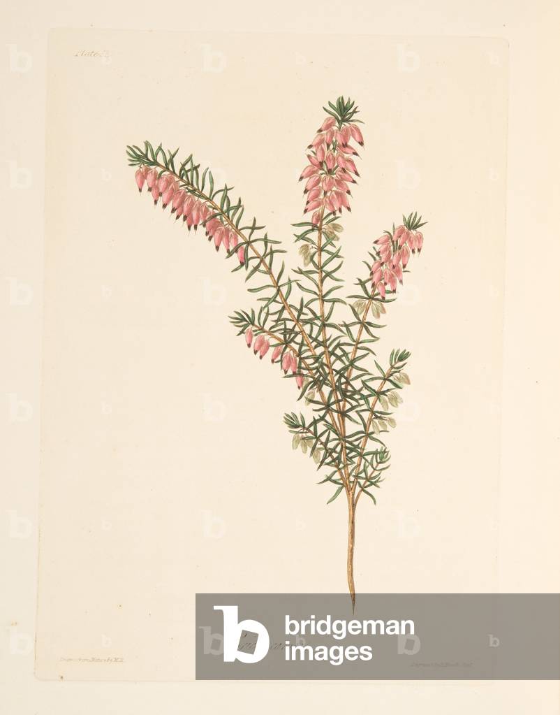 Flesh-coloured, early flowing Heath, from Floral Illustrations of the Seasons, pub. 1829 (hand coloured engraving)