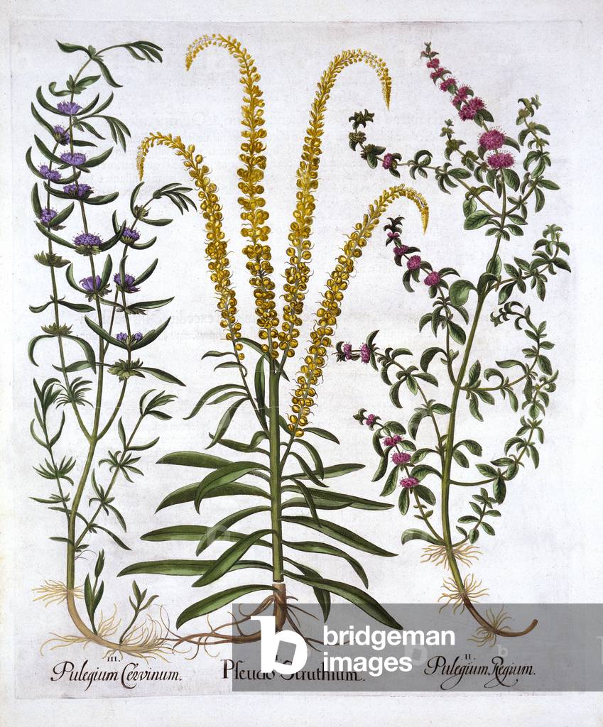 Mignonette, Pennyroyal and Marsh Mint, from 'Hortus Eystettensis', by Basil Besler (1561-1629), pub. 1613 (hand coloured engraving)