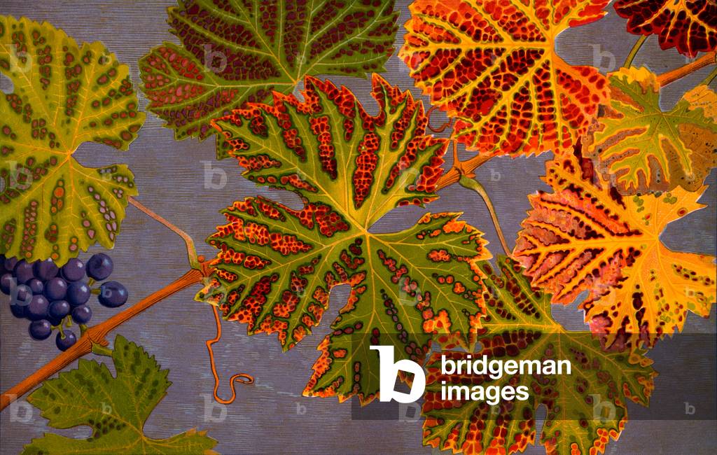 Vine leaves & ripened grapes, 1907-09 (photogravure)